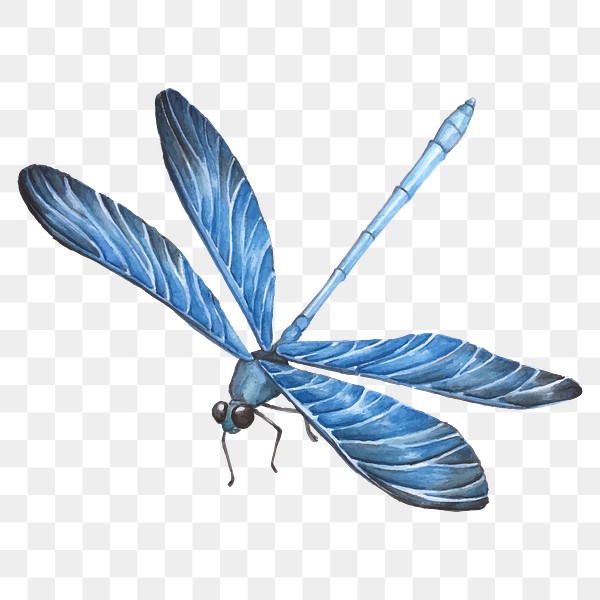 Hand drawn blue dragonfly transparent | Premium PNG Sticker - rawpixel