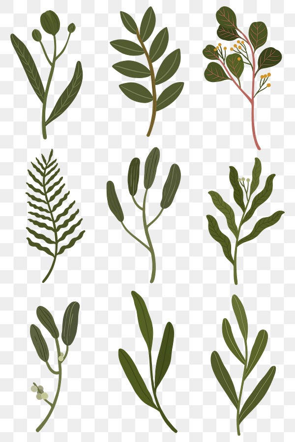 Botanical leaves set transparent png | Premium PNG - rawpixel