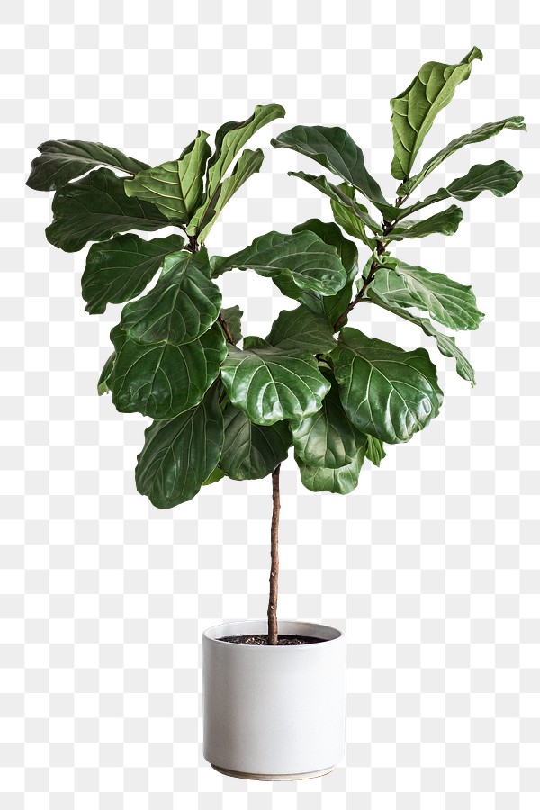 Fiddle leaf fig tree design Free PNG Sticker rawpixel