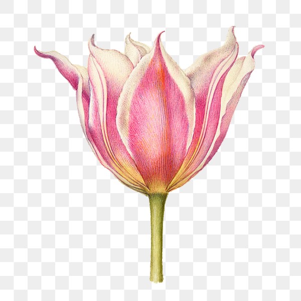 pink tulip flower png element hand drawn royalty free stock transparent png 2631656 download premium png of pink tulip flower png element hand drawn 2631656