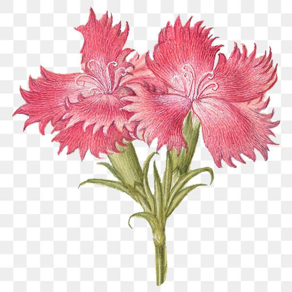 Pink sweet William blossom png | Premium PNG Sticker - rawpixel