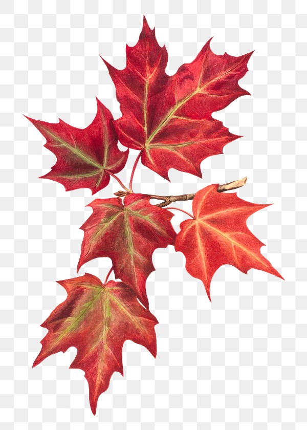Autumn Leaves Png Botanical Illustration Watercolor Free Transparent Png