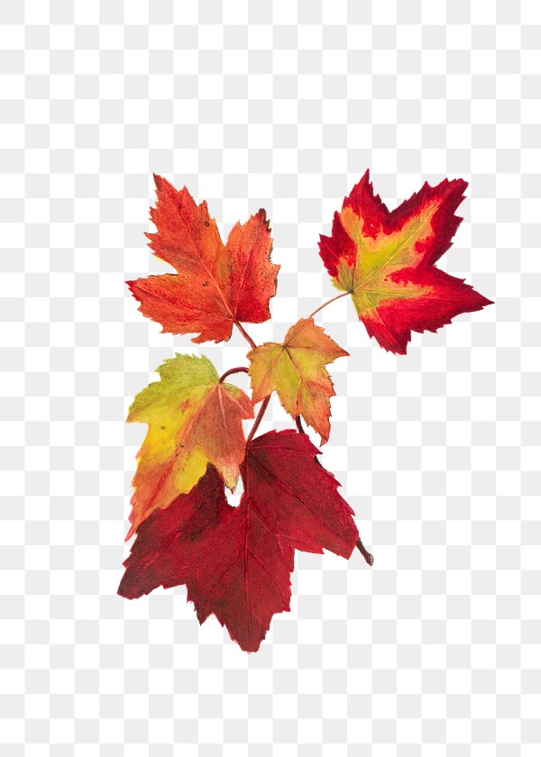 Red Autumn Leaves Png Botanical Illustration Watercolor Royalty Free Stock Transparent Png