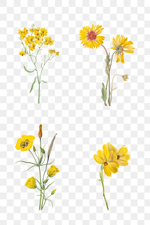 hand drawn yellow flower png set floral illustration royalty free stock transparent png 2620729 download premium png of hand drawn yellow flower png set floral