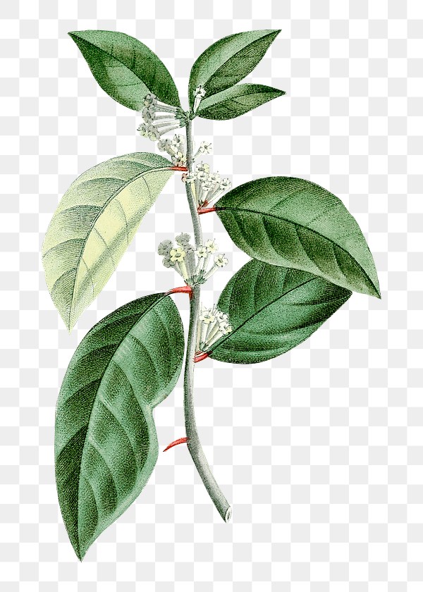 Day Blooming Jasmine Images Free Photos Png Stickers Wallpapers Backgrounds Rawpixel