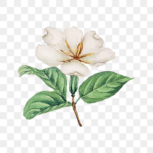 Vintage Japanese cape jasmine png | Premium PNG Sticker - rawpixel