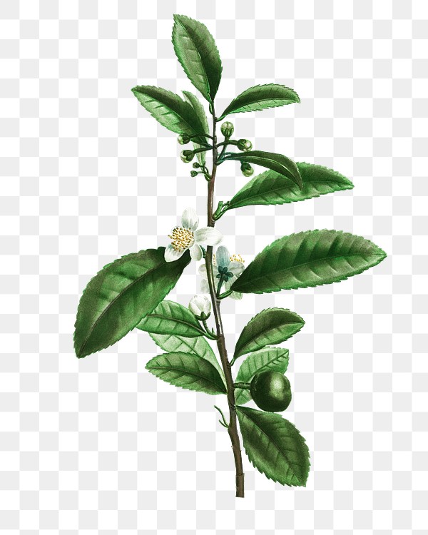 tea plant branch royalty free stock transparent png 567980 download premium png of thea bohea plant transparent png 567980