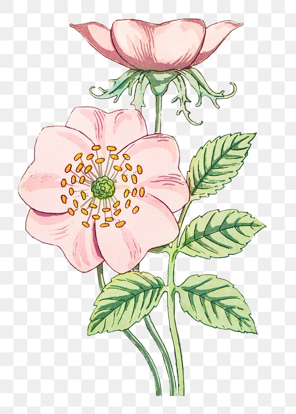 Vintage wild rose flower transparent | Premium PNG Sticker - rawpixel