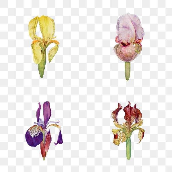 Iris flowers set png