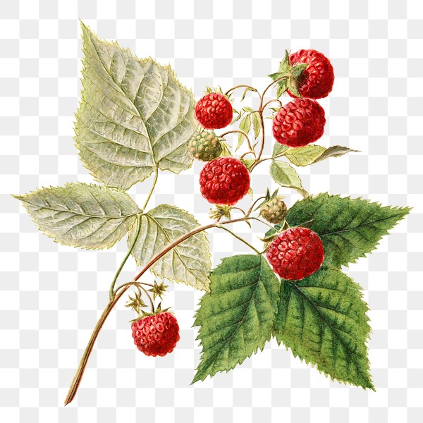 vintage red raspberries transparent png digitally enhanced illustrati royalty free stock transparent png 2286252 download premium png of vintage red raspberries transparent png digitally