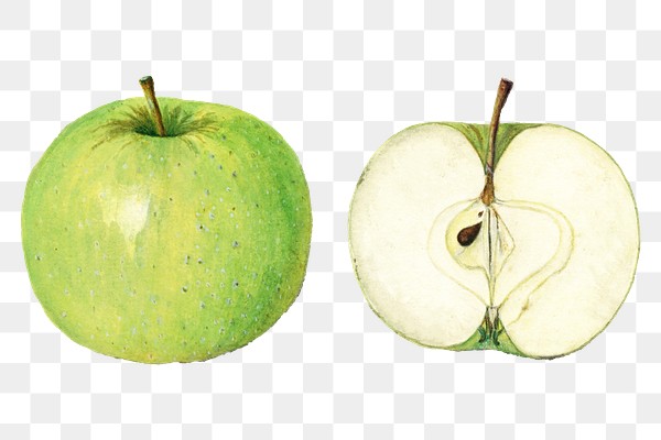 vintage green apples transparent png digitally enhanced illustration royalty free stock transparent png 2278792 download premium png of vintage green apples transparent png digitally