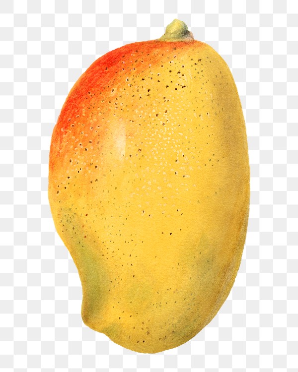 Vintage mango transparent png. Digitally | Free PNG Sticker - rawpixel