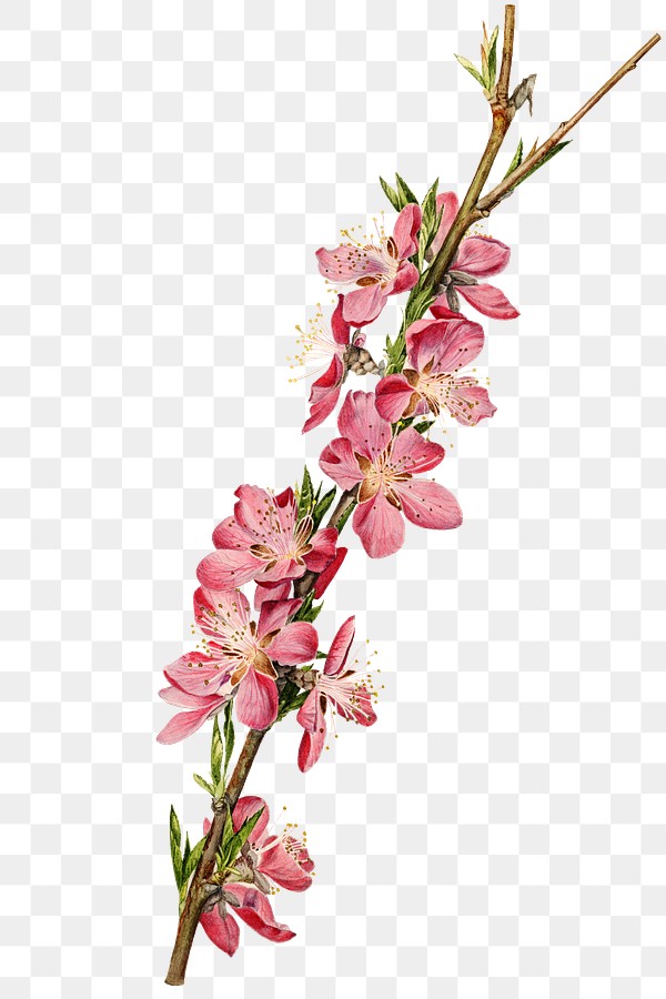 Vintage peach blossomtransparent png.… | Free stock illustration | High Resolution graphic