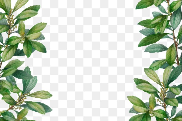 botanical themed design space royalty free stock transparent png 585025 download premium png of tropical botanic leaves background illustration