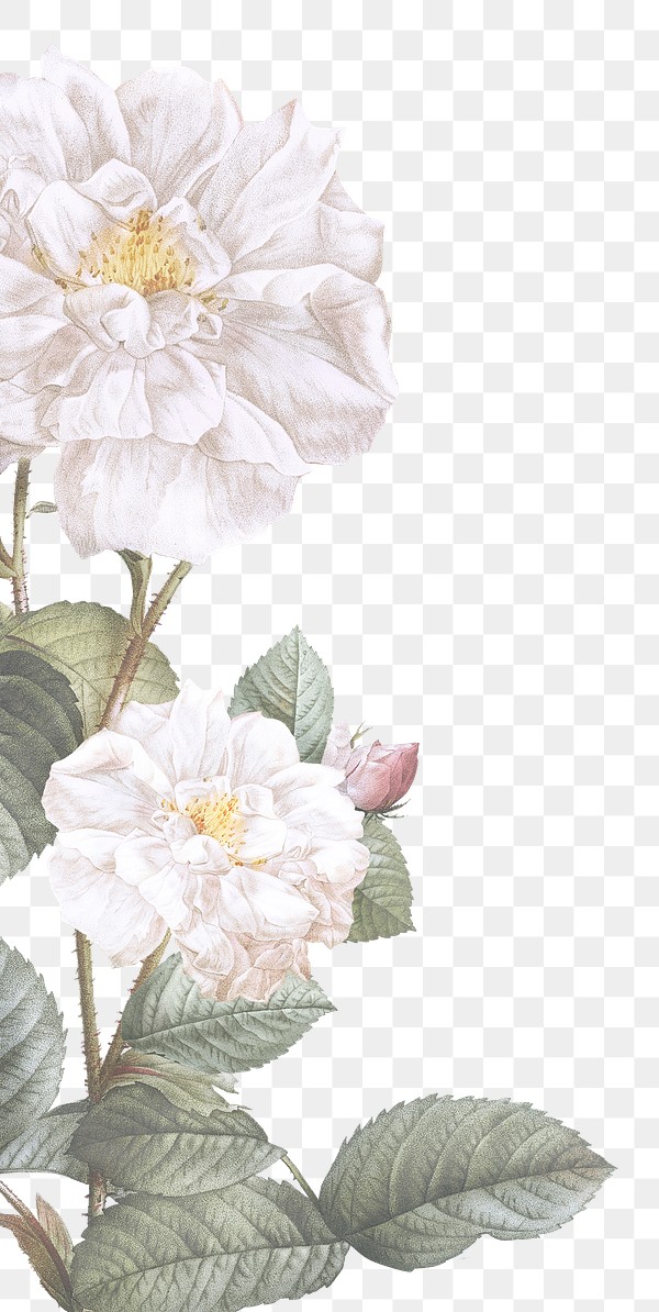 feminine flowers border royalty free stock transparent png 842524 download premium png of elegant floral frame design transparent png 842524