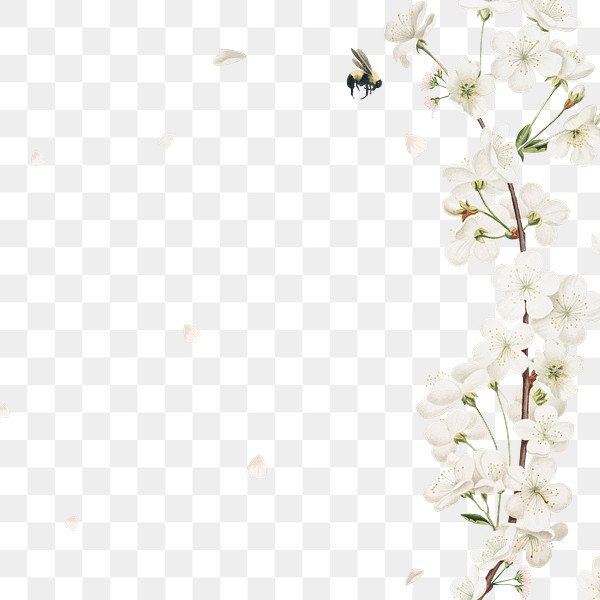 White Flower PNG Images | Free PNG Vector Graphics, Effects