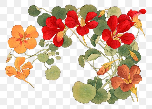 Nasturtium flower png sticker, Japanese | Premium PNG - rawpixel