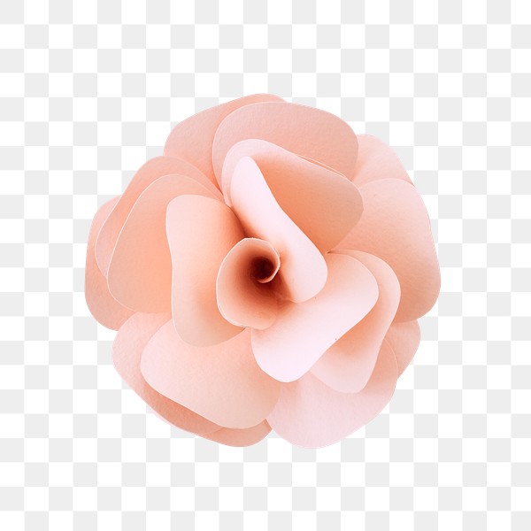 paper rose png royalty free stock transparent png 2025492 download premium png of light pink flower paper craft transparent png