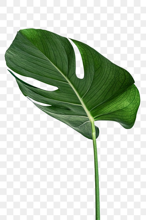 Split leaf philodendron, monstera plant… | Free stock illustration ...