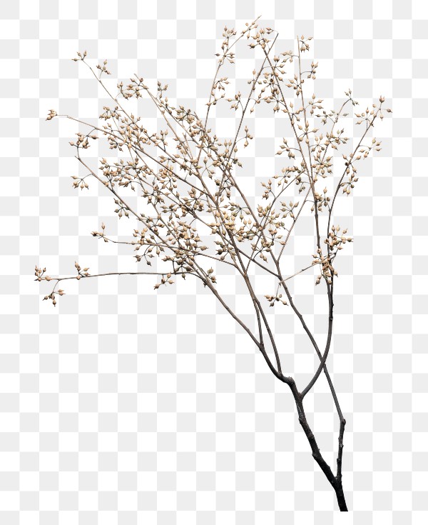 dry flower branch design element free transparent png 2362569 dry flower branch design element free