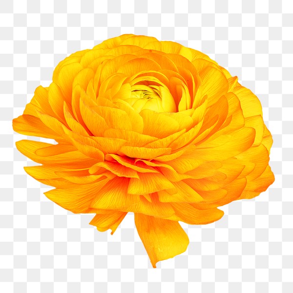 Yellow ranunculus flower transparent png | Premium PNG Sticker - rawpixel