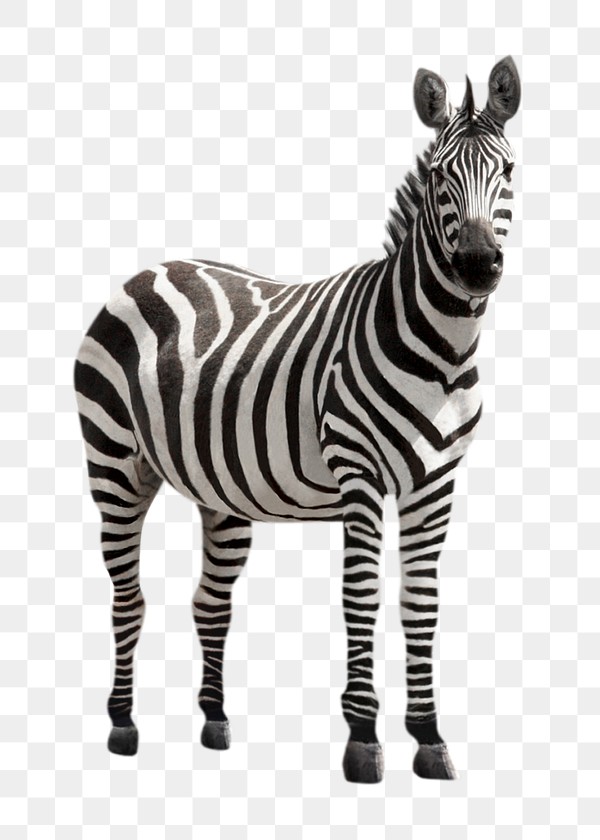Zebra png clipart, wildlife, transparent | Free PNG - rawpixel