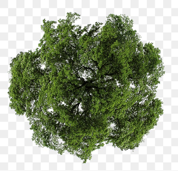 Tree png, top view spring | Premium PNG - rawpixel