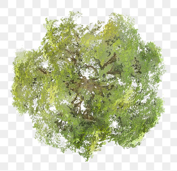 Tree png, top view spring | Premium PNG - rawpixel