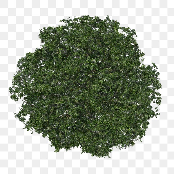 Tree png, top view spring | Premium PNG - rawpixel