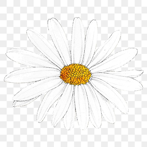 beautiful daisy flower png royalty free stock transparent png 2094588 download premium png of hand drawn white flower transparent png 2094588