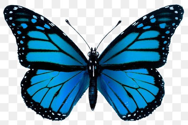 Download Butterfly PNG Images | Free PNG Vector Graphics, Effects ...