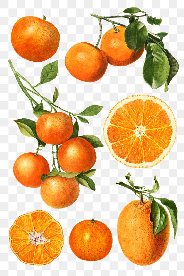 hand drawn natural fresh oranges illustration royalty free stock transparent png 2297025 rawpixel