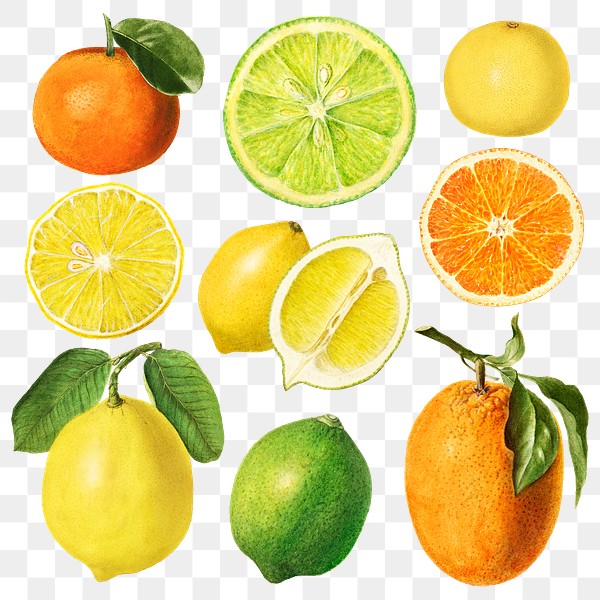 hand drawn natural fresh mixed citrus set royalty free stock transparent png 2328514 rawpixel