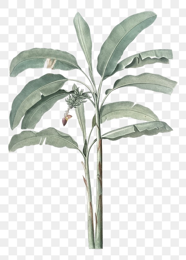 Hand drawn banana tree design element
