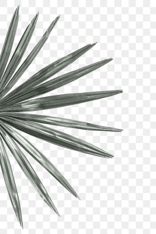 Fresh Green Palm Leaf Png Background Free Transparent Png
