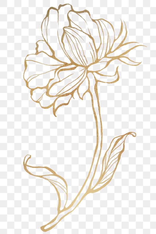 Gold flower outline transparent png | Free PNG Sticker - rawpixel