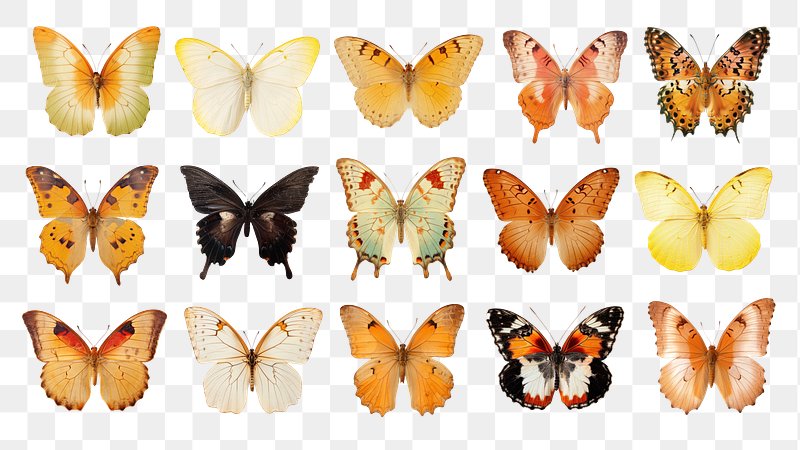BUTTERFLY IDENTIFICATION BY PHOTO visual data 7