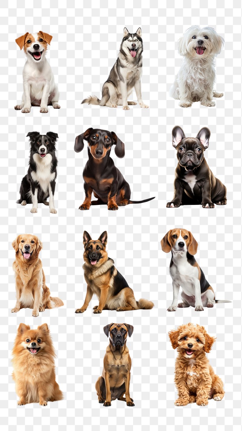 Animal Companions Images | Free Photos, PNG Stickers, Wallpapers ...