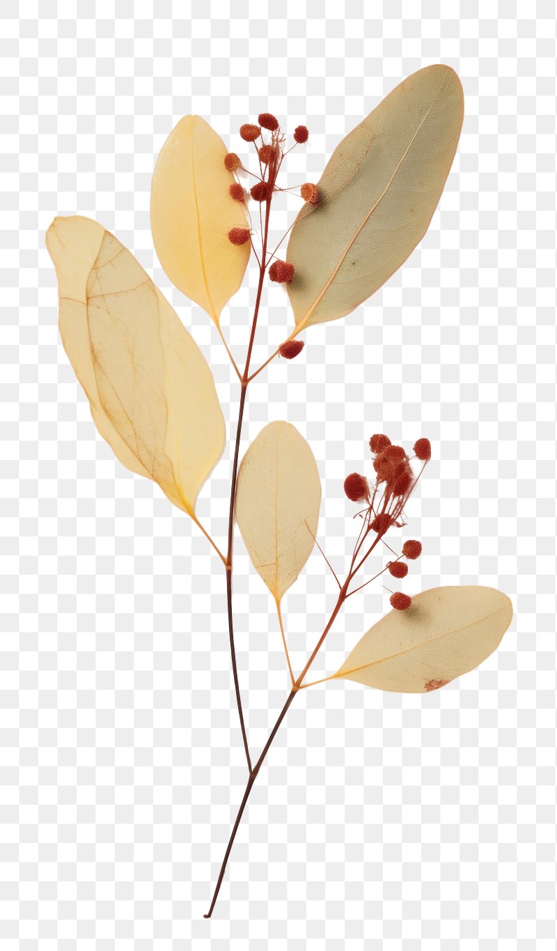 Dry Leaves Decorative Painting PNG Images, Dried Leaves, Leaves, Leaf PNG  Transparent Background - Pngtree