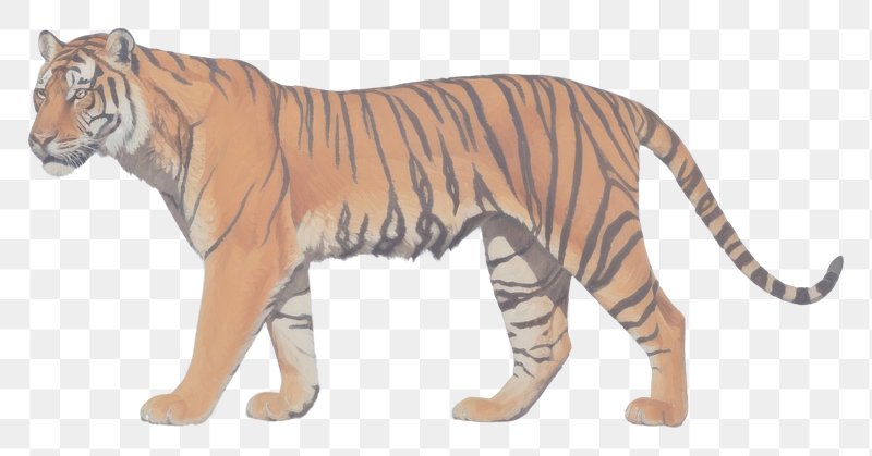 tiger skin background clipart of dogs