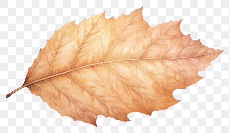 Collection of dried leaves isolated on transparent background. ai generated  26552825 PNG