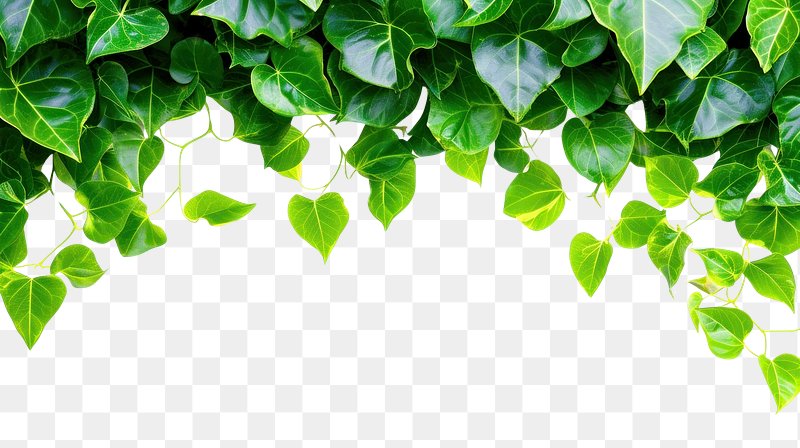 Green Leaves Images  Free Photos, PNG Stickers, Wallpapers & Backgrounds -  rawpixel