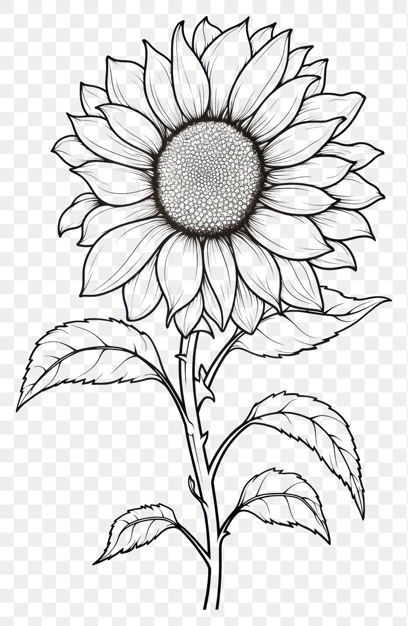 16,103 Sunflower Line Drawing Images, Stock Photos, 3D objects, & Vectors |  Shutterstock