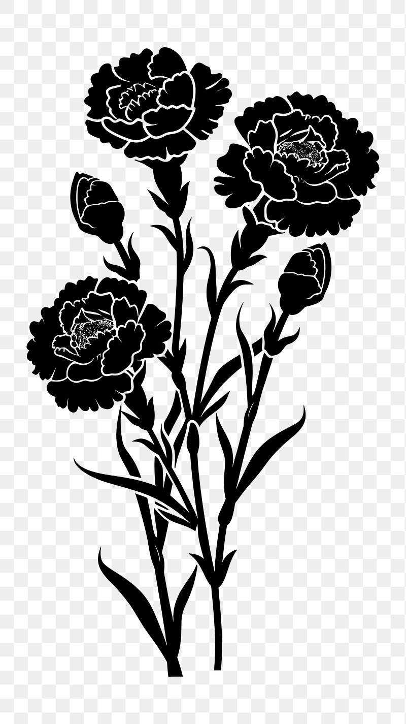 Carnation Black And White Images | Free Photos, PNG Stickers, Wallpapers \u0026  Backgrounds - rawpixel, image size:800x1425