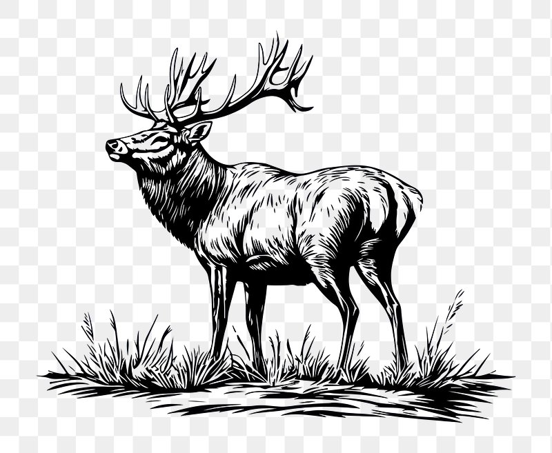 Deer Transparent Images | Free Photos, PNG Stickers, Wallpapers ...
