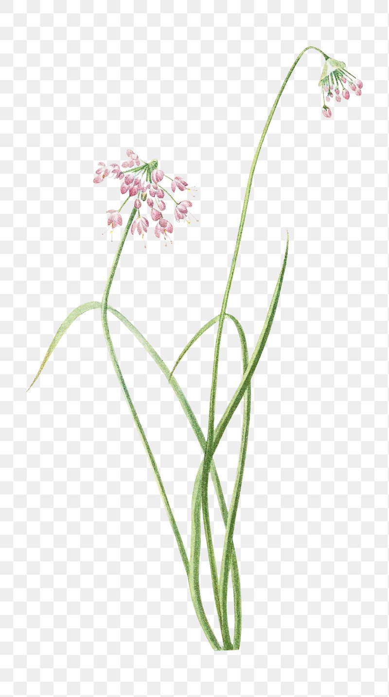 PNG Nodding Onion North American | Free PNG - rawpixel