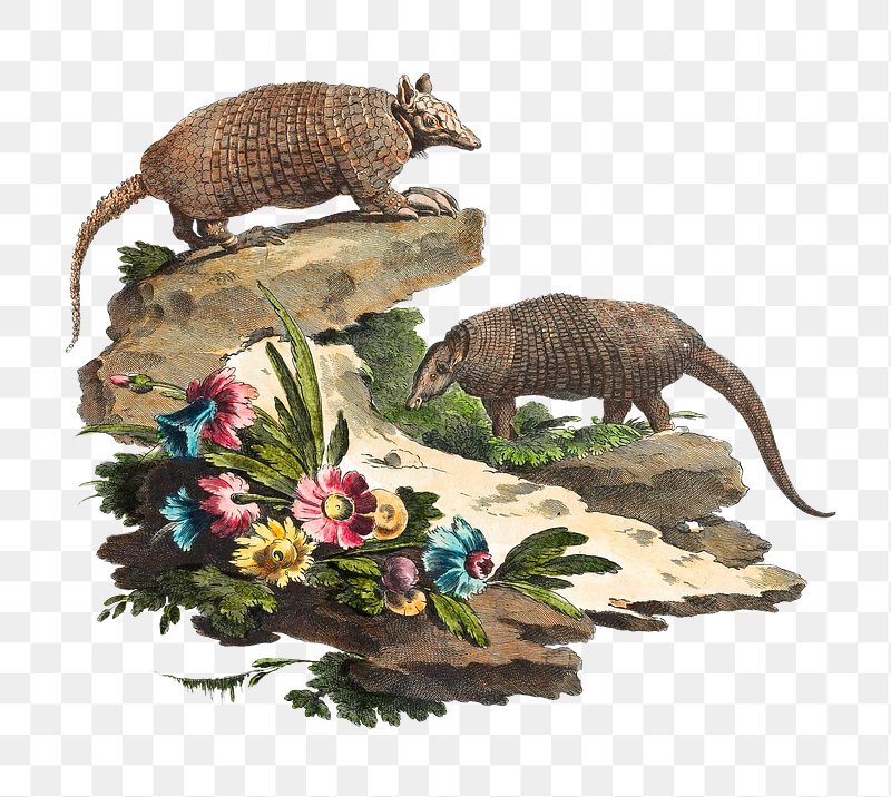 PNG Armadillo from Descrizioni Degli Animali, vintage animal illustration on transparent background. Remixed by rawpixel.
