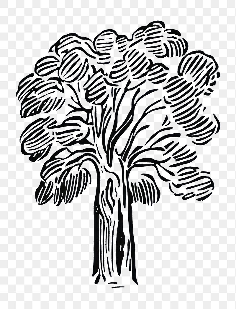 png-american-sycamore-tree-drawing-free-png-rawpixel