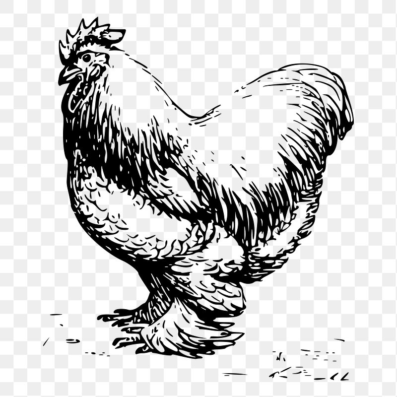 black and white chicken clipart