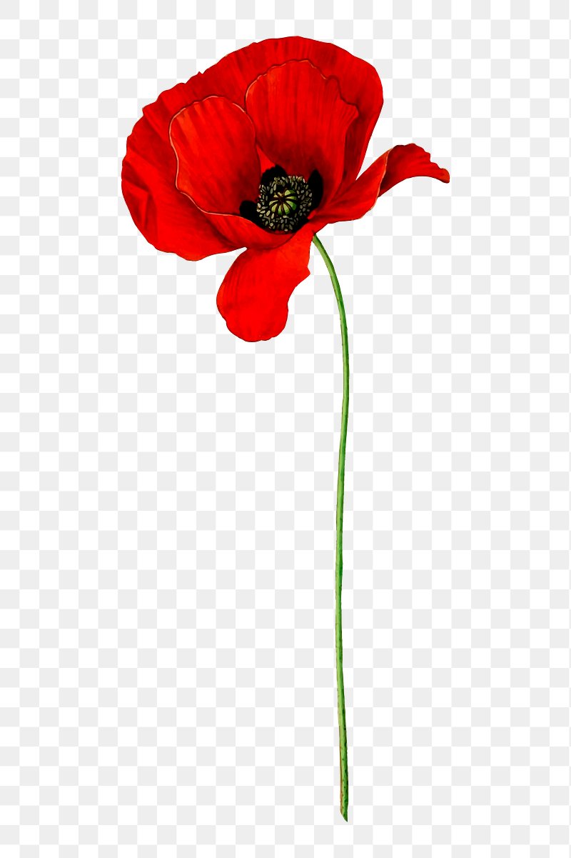 Free images poppy